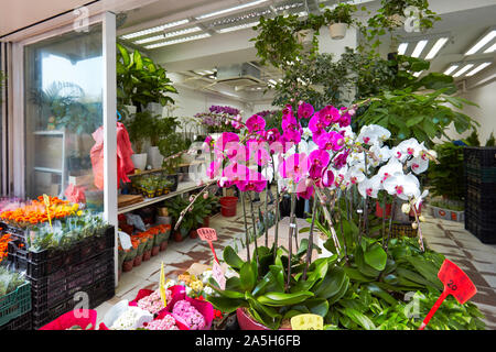 Orchidées en vente au marché aux fleurs Road. Kowloon, Hong Kong, Chine. Banque D'Images