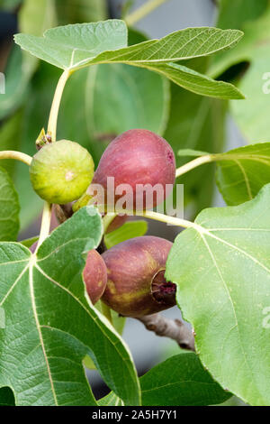 La maturation des figues sur l'arbre. La figure angélique, Fig Madeleine des deux saisons, Ficus carica Angelique Banque D'Images