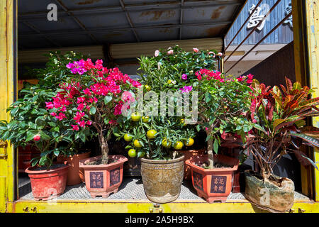 Plantes de maison en pot exposées pour la vente sur la route du marché aux fleurs. Kowloon, Hong Kong, Chine. Banque D'Images