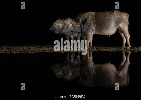 L'Afrique de l'bufflos trois debout dans une ligne par un point d'eau la nuit se reflétant dans l'eau Banque D'Images