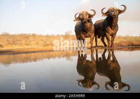 Deux buffles africains présentant à un trou d'eau dans Zimanga Private Game Reserve Banque D'Images