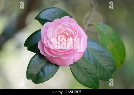 Camellia est un genre de plantes à fleurs. Ils sont trouvés dans l'Est et le sud de l'Asie, de l'Himalaya à l'est vers le Japon et l'Indonésie. Banque D'Images