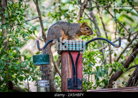 Un mignon petit écureuil brun sur le dessus d'un poste dans Frontera Audubon Society, New York Banque D'Images