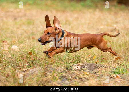 Teckel chien dans un parc, couleurs d'automne Banque D'Images