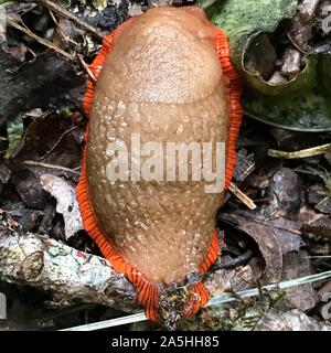 Brown et red slug close up Banque D'Images