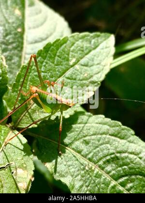 Grasshopper close up Banque D'Images