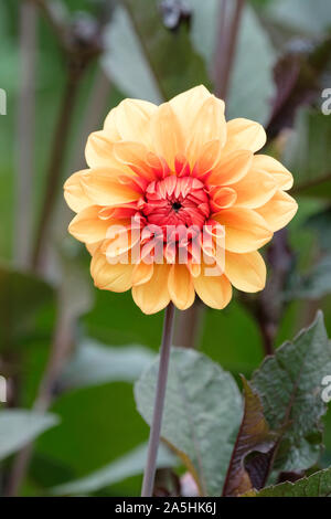 Fleur Orange de Dahlia 'David Howard', dahlia décoratif 'David Howard' Banque D'Images