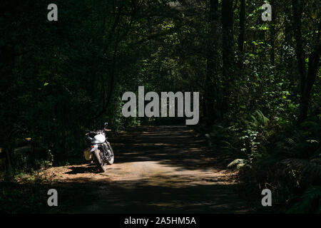 Triumph BONNEVILLE moto sur un chemin de campagne entouré de fougères et d'arbres baignant dans la lumière du soleil. Banque D'Images