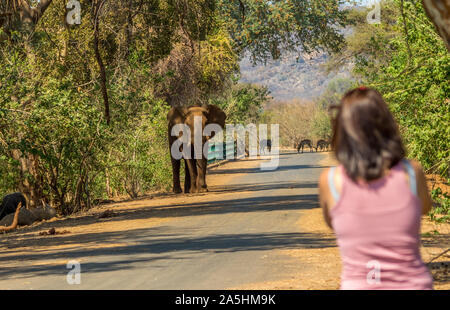 Pafuri, Afrique du Sud - tourisme non identifiés à pied sur un sentier de marche dans le Parc National Kruger est livré dans un grand éléphant africain Banque D'Images