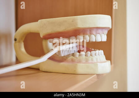 Modèle d'enseignement des droits de mâchoires et les dents pour élèves et étudiants. Banque D'Images