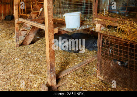 Deux gros cochons vietnamiens noir dormir sur la paille dans une grange ouverte. Banque D'Images