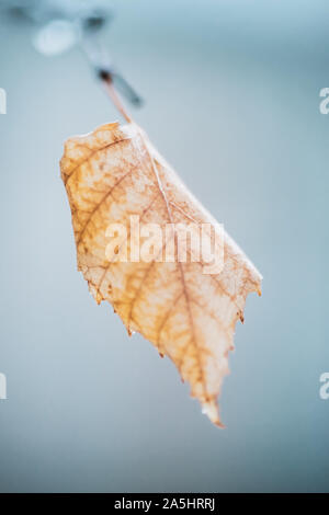 Image floue d'une feuille de bouleau sec jaune sur une branche par temps nuageux. Banque D'Images