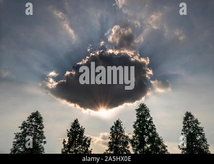 Ciel du soir au-dessus de la cime des arbres Banque D'Images