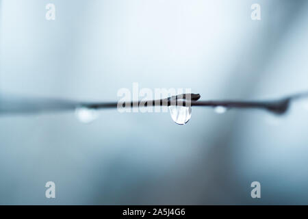 Goutte d'eau sur la branche fine, macro shot dans le brouillard Banque D'Images