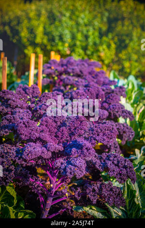 De plus en plus vibrant frais Kale violet dans un potager en Ecosse Banque D'Images