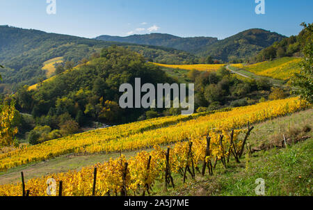 Vignes à Andlau en Alsace en France Banque D'Images