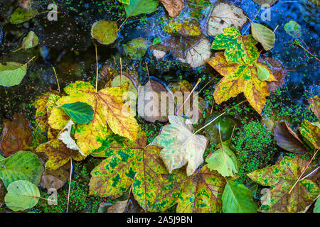 Feuilles d'automne tombées sur le lac de la forêt couverte de lentilles d'eau. Ciel bleu reflété dans l'eau. Controverse le calme et le contraste de l'image abstraite Banque D'Images