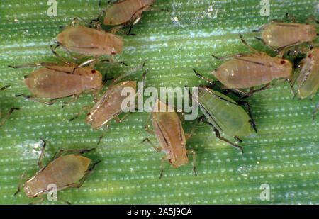 Les pucerons des céréales (Sitobion avenae) vert et brun pâle sur les insectes suceurs de plantes d'une récolte de blé leaf Banque D'Images