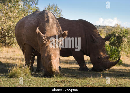 Rhinocéros blanc marche et le pâturage dans le parc national du Masai Mara, Kenya Banque D'Images