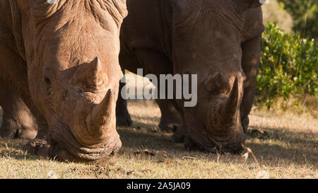 Rhinocéros blanc marche et le pâturage dans le parc national du Masai Mara, Kenya Banque D'Images