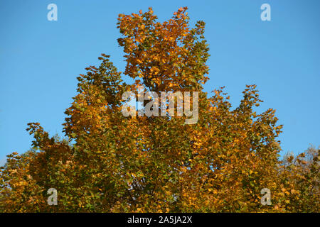Arbre généalogique de couleur d'automne feuilles d'automne, l'arrière-plan sur l'arbre en face de ciel bleu azur Banque D'Images