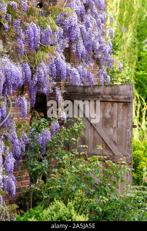 Fleurs de glycine sur une ferme française Banque D'Images