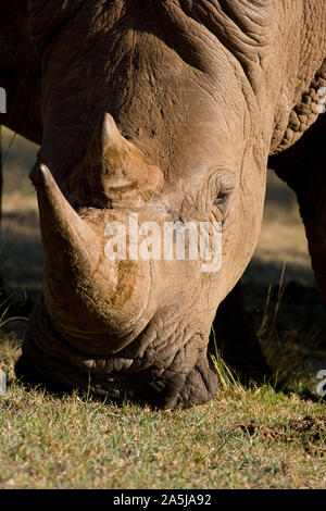 Rhinocéros blanc en gros plan dans le pâturage dans le parc national du Masai Mara, Kenya Banque D'Images
