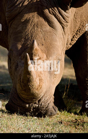 Rhinocéros blanc en gros plan dans le pâturage dans le parc national du Masai Mara, Kenya Banque D'Images