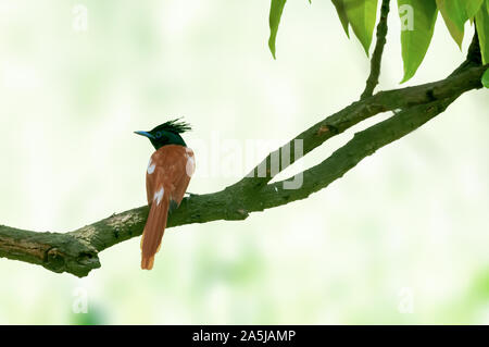 Asian paradise flycatcher sur un arbre perch Banque D'Images