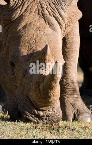 Rhinocéros blanc en gros plan dans le pâturage dans le parc national du Masai Mara, Kenya Banque D'Images