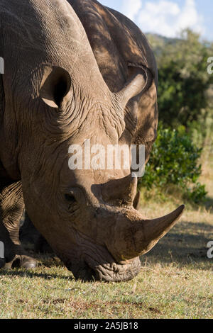 Le rhinocéros blanc dans le Masai Mara, Kenya Banque D'Images