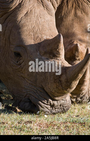 Rhinocéros blanc marche et le pâturage dans le parc national du Masai Mara, Kenya Banque D'Images