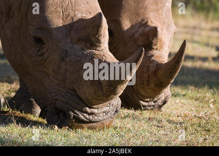 Rhinocéros blanc marche et le pâturage dans le parc national du Masai Mara, Kenya Banque D'Images