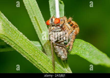 Thomisidae avec fly tuer sur un buisson Banque D'Images