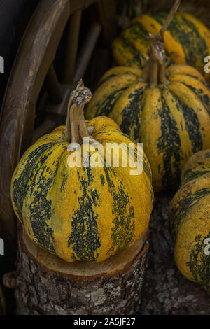 La citrouille à rayures sur un sol en bois le chanvre. Rayures vert jaune sur les gros potirons, légumes vertical Banque D'Images