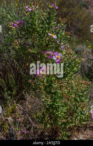 Cistus albidus, Cistus à feuilles grises Banque D'Images