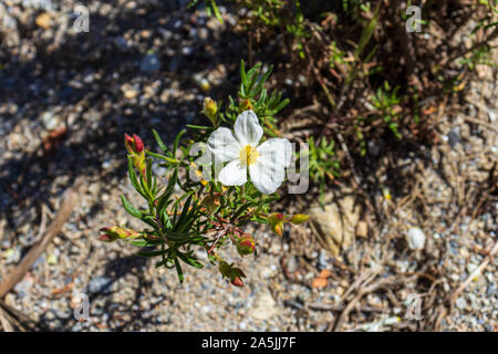 Cistus clusii, Rock Rose Banque D'Images