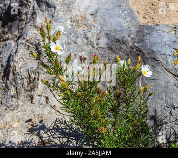 Cistus clusii, Rock Rose Banque D'Images