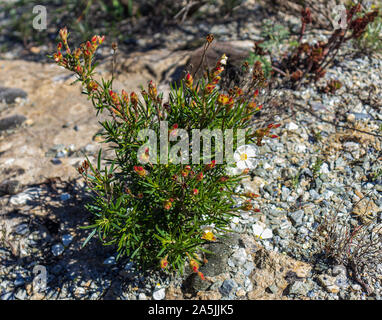 Cistus clusii, Rock Rose Banque D'Images