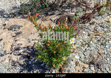 Cistus clusii, Rock Rose Banque D'Images