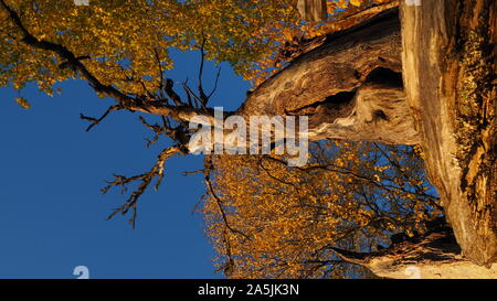 Un arbre mort s'élève du sol. Banque D'Images