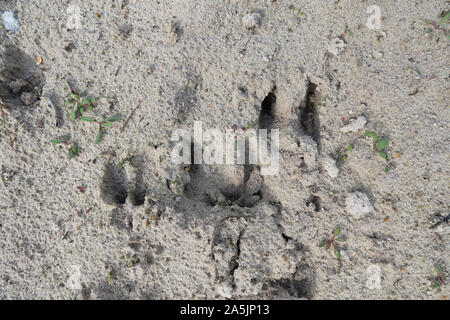 Le chevreuil (Capreolus capreolus), piste de sable, aux Pays-Bas. Banque D'Images