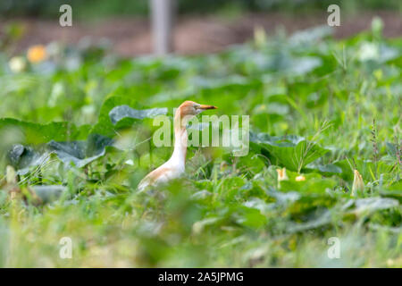 Heron Ardea cinerea bovins dans un pré. À la recherche de nourriture dans l'herbe haute. Le bétail est un héron à jambes longues échassier prédatrice de l'Heron Banque D'Images