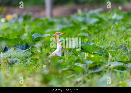 Heron Ardea cinerea bovins dans un pré. À la recherche de nourriture dans l'herbe haute. Le bétail est un héron à jambes longues échassier prédatrice de l'Heron Banque D'Images