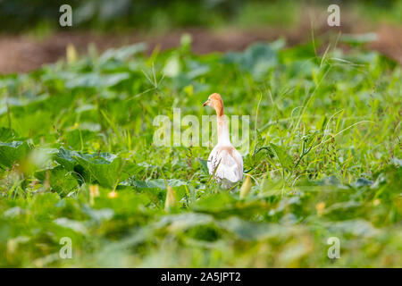 Heron Ardea cinerea bovins dans un pré. À la recherche de nourriture dans l'herbe haute. Le bétail est un héron à jambes longues échassier prédatrice de l'Heron Banque D'Images