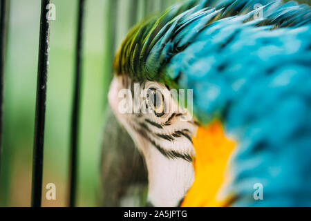 Élève de l'œil de bleu et jaune, également connu sous le nom de l'ara bleu et or Macaw Dans Zoo. Cage à oiseaux sauvages. Banque D'Images