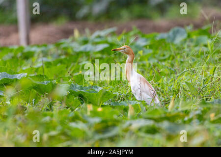 Heron Ardea cinerea bovins dans un pré. À la recherche de nourriture dans l'herbe haute. Le bétail est un héron à jambes longues échassier prédatrice de l'Heron Banque D'Images