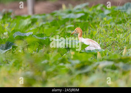 Heron Ardea cinerea bovins dans un pré. À la recherche de nourriture dans l'herbe haute. Le bétail est un héron à jambes longues échassier prédatrice de l'Heron Banque D'Images