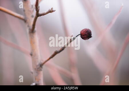Poire séchée rouge sur l'arbre dans le jardin d'hiver, floue. Banque D'Images
