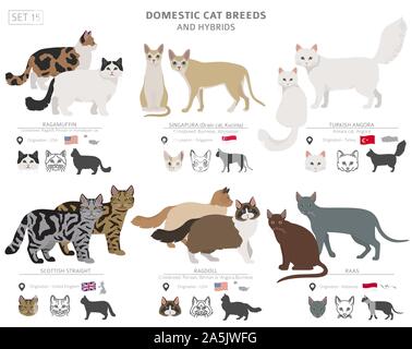 Les races de chats domestiques et hybrides collection isolated on white. Style plat. Autre couleur et pays d'origine. Vector illustration Illustration de Vecteur